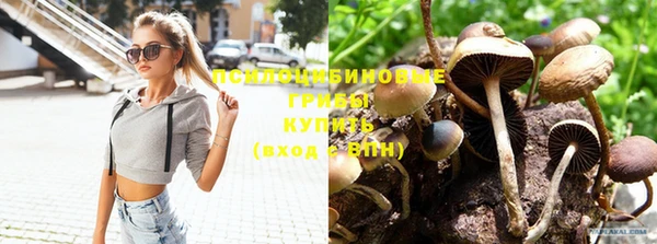 индика Няндома